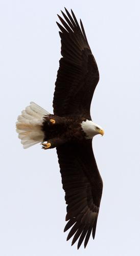 020416-eagles-003