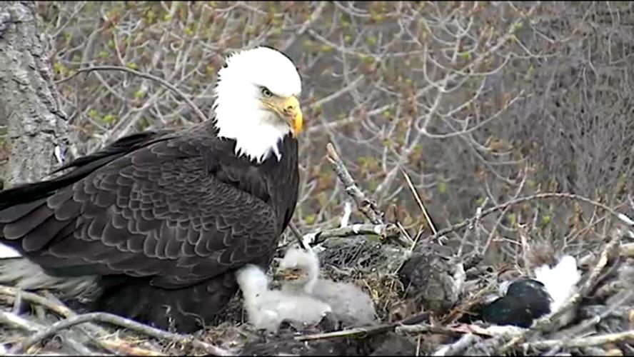 Watch a pair of adult eagles live on the Arconic Eaglecam