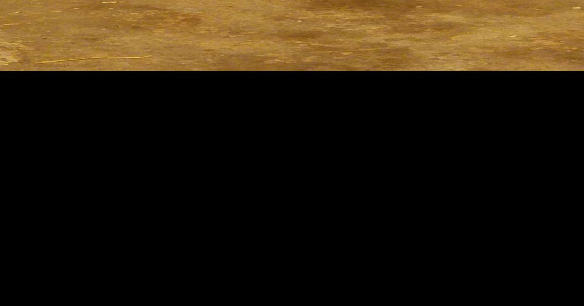 Badgers escape exhibit at Niabi Zoo; do not approach