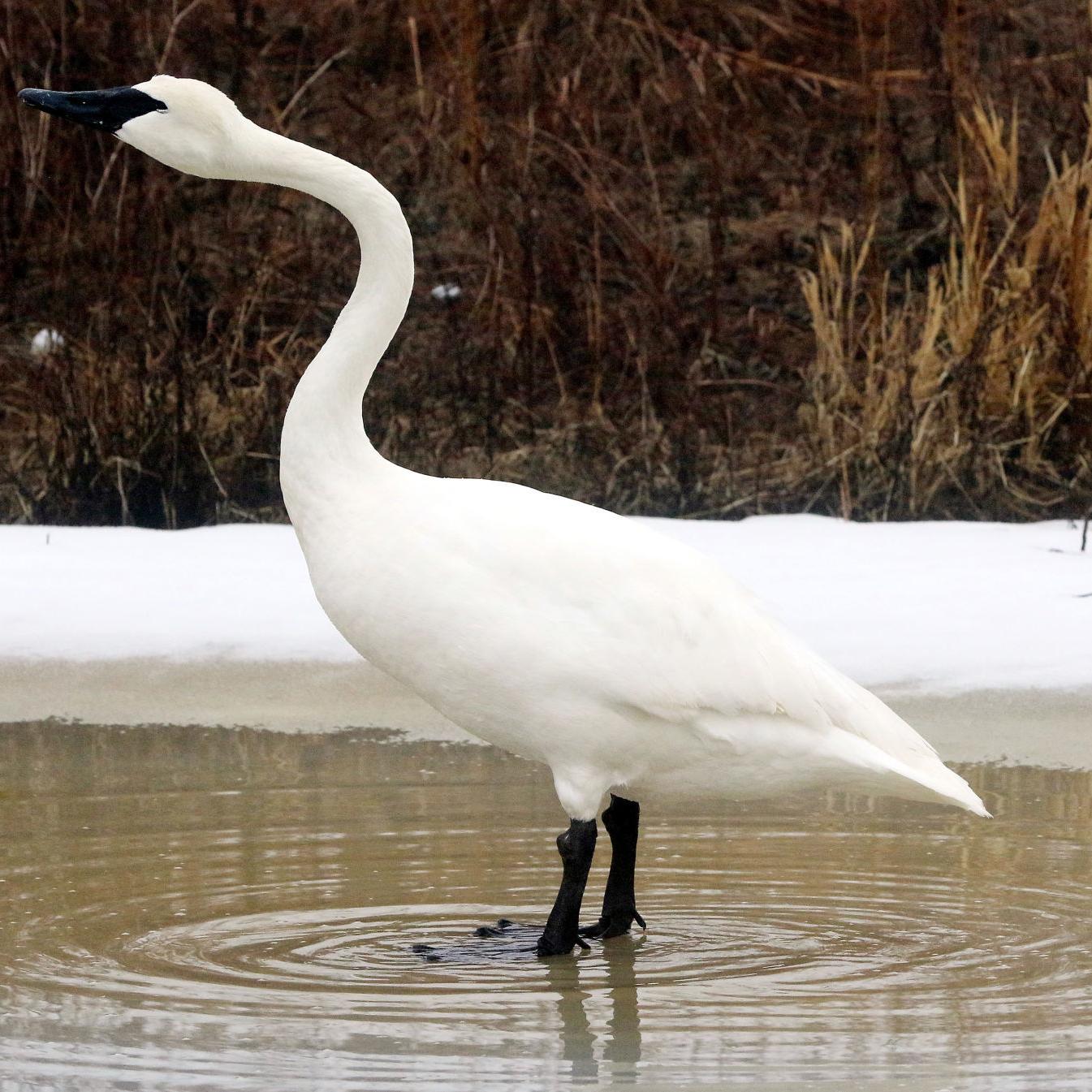 Trumpeter Swan