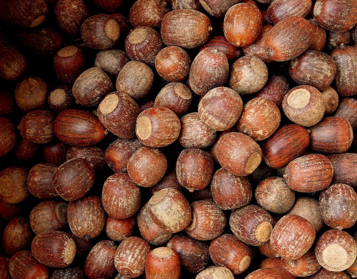 Fall is time to gather, plant tree seeds