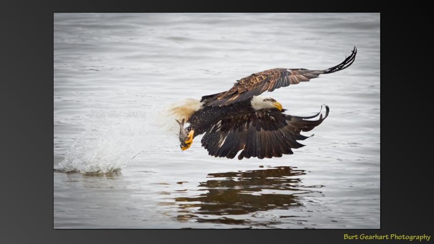 An 'eagle eye' Here are tips for capturing great photos of the bald