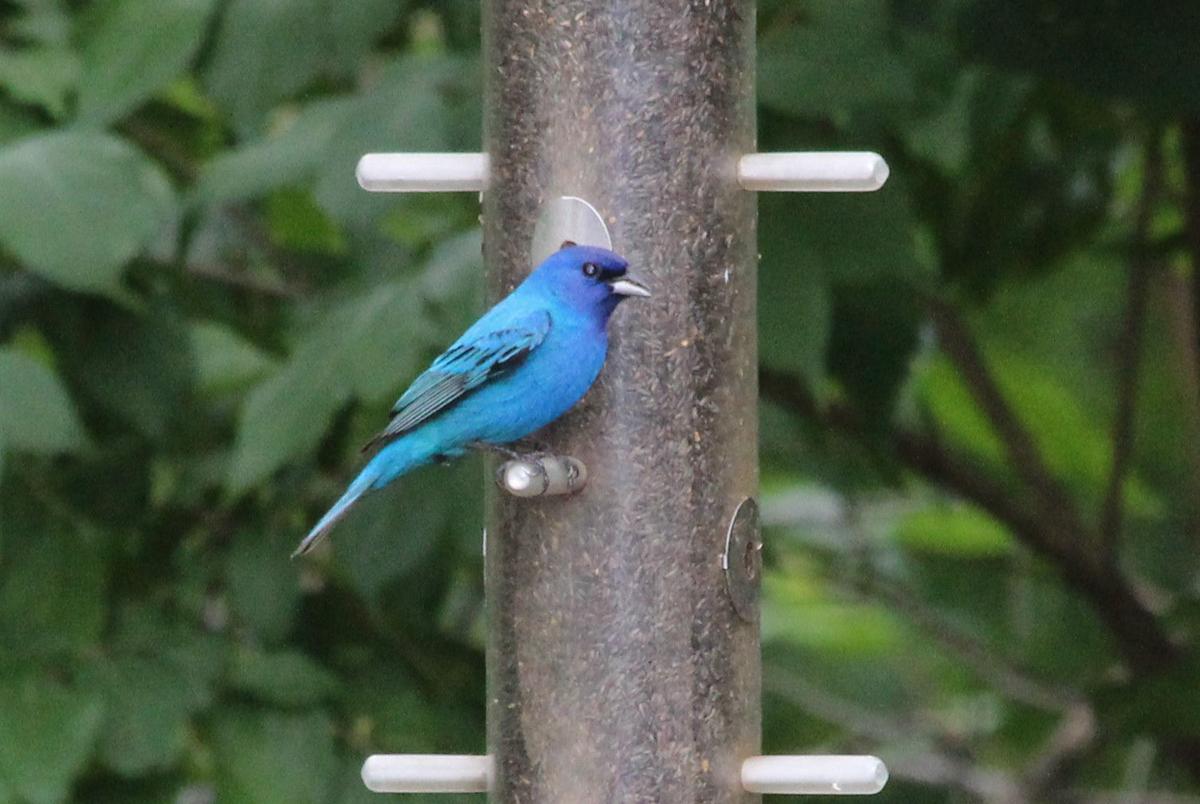 Confessions Of Bird Watchers Home Garden Qctimes Com