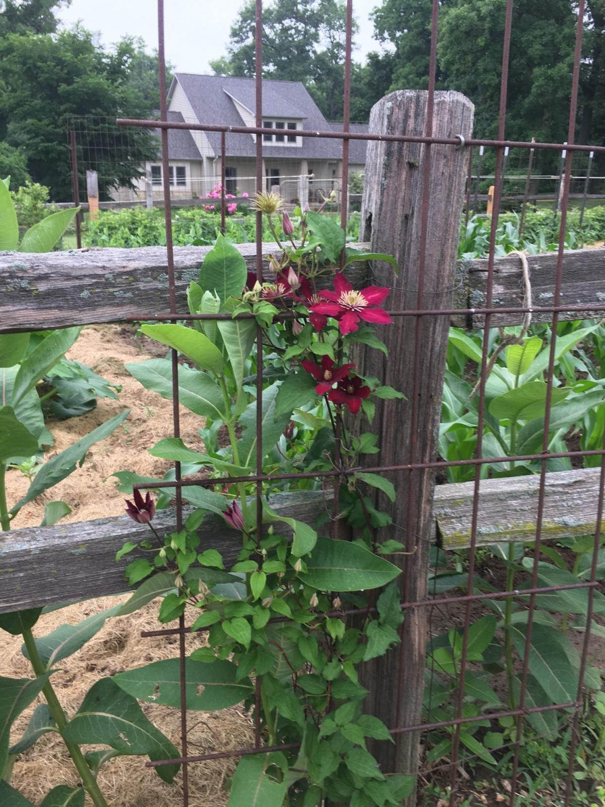 5 things to know about growing clematis Home & Garden