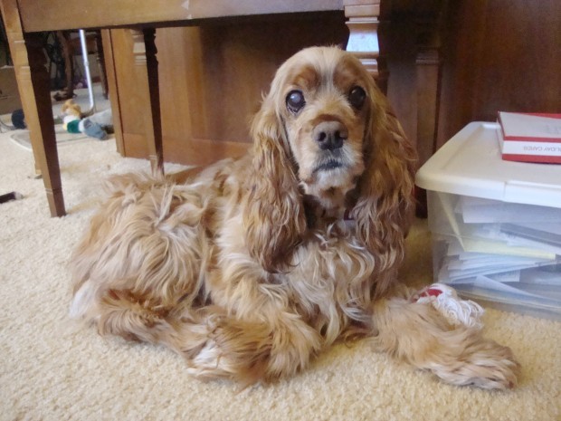 does the english cocker spaniel attack humans