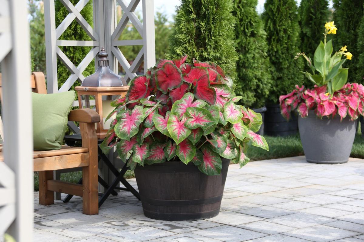 Caladiums Bring Color To Shady Areas Home Garden Qctimes Com