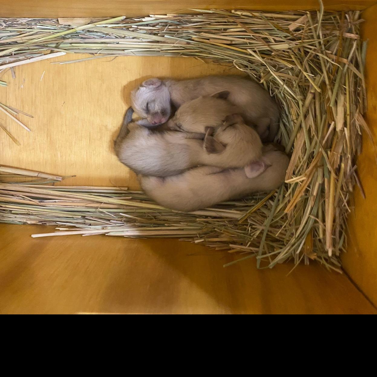 Four Fennec Foxes Born At Niabi Zoo Coal Valley Local News Qctimes Com