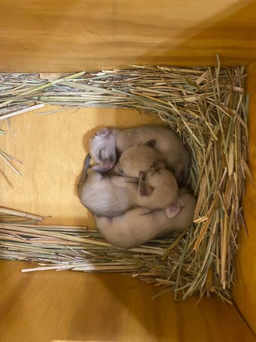 Four Fennec Foxes Born At Niabi Zoo Coal Valley Local News Qctimes Com