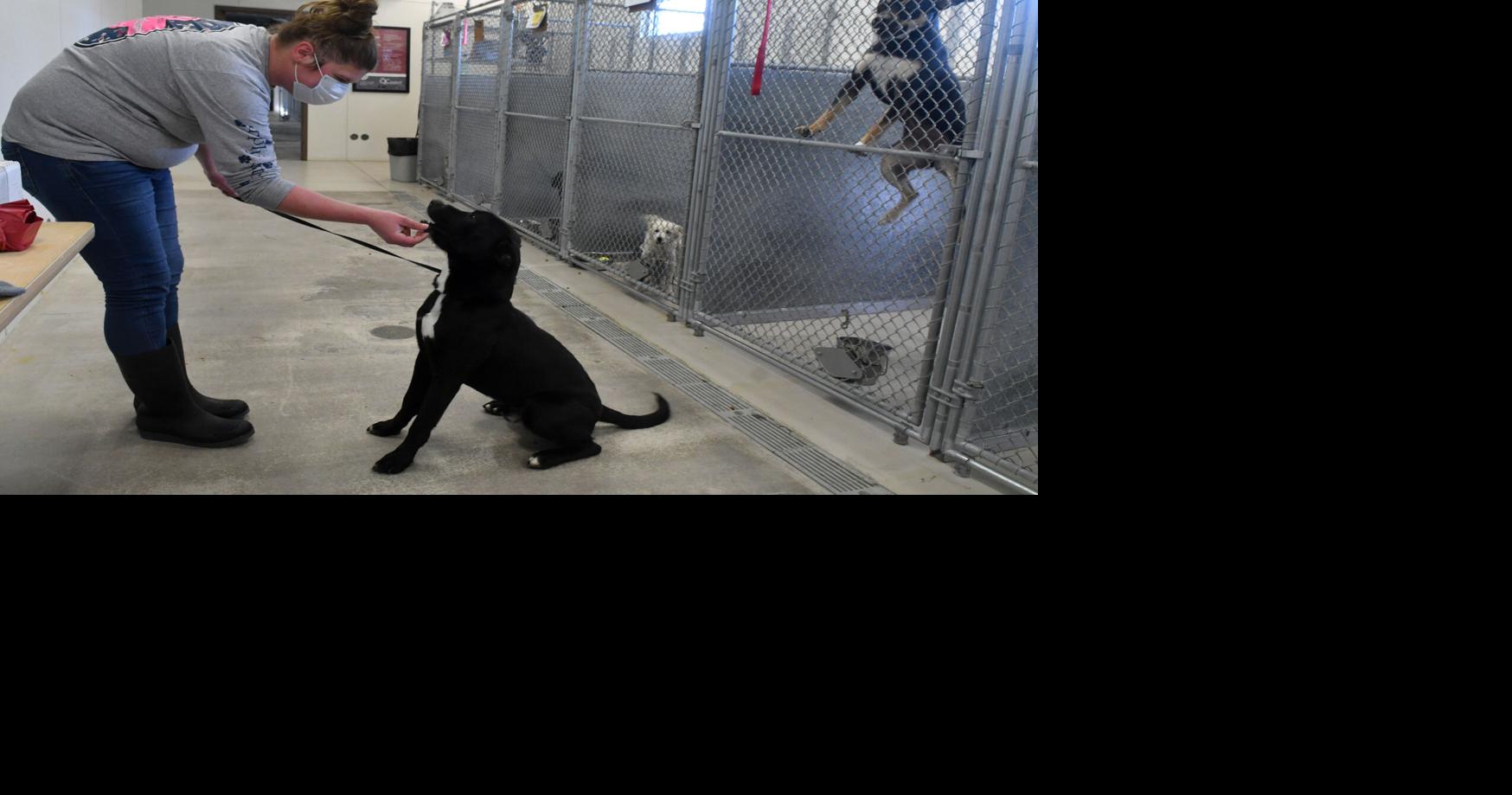 Rock Island County Animal Shelter Sees Hundreds More Animals Adopted In