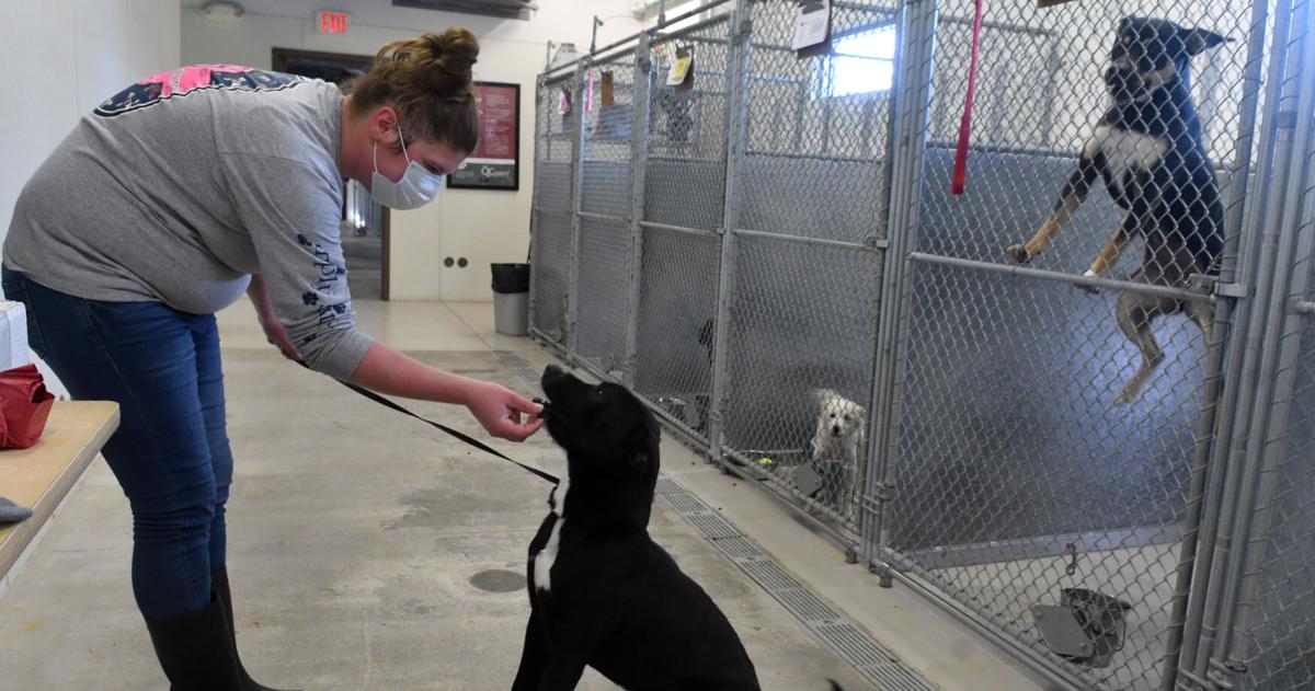 Rock Island County Animal Shelter Sees Hundreds More Animals Adopted In Rock Island County Animal Shelter Sees Hundreds More Animals Adopted In