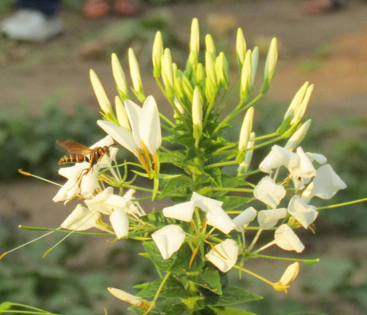 Tips For A Low Water Garden Home Garden Qctimes Com