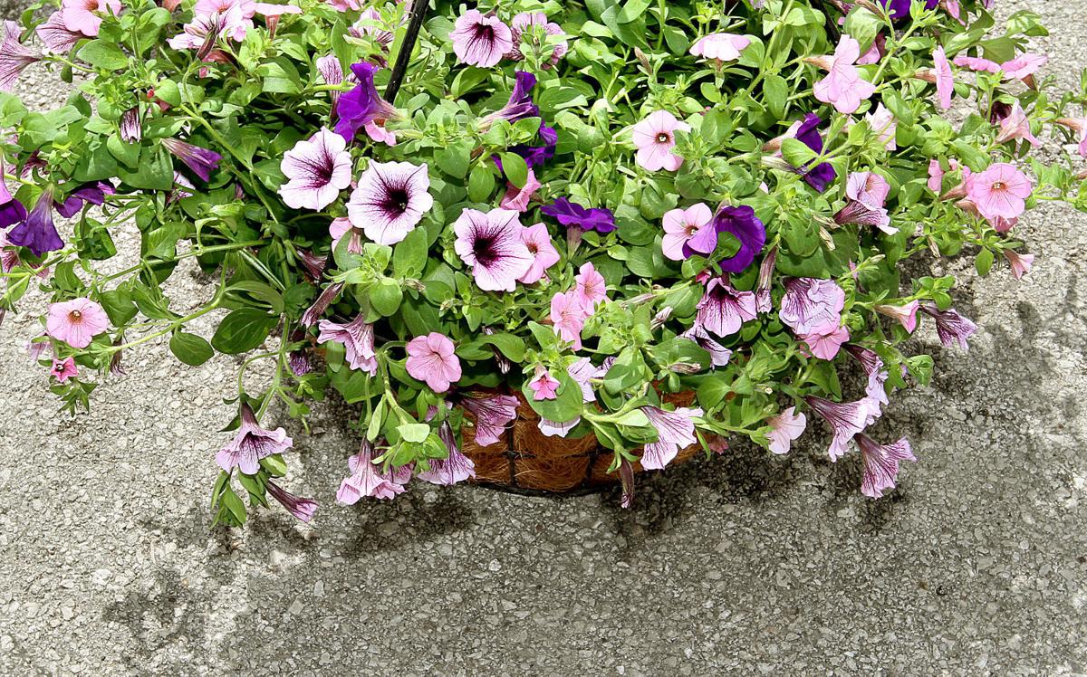 6 Tips For Watering Container Gardens