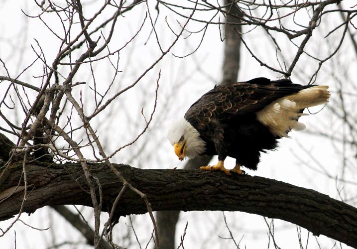 EAGLE DAYS 2018 010