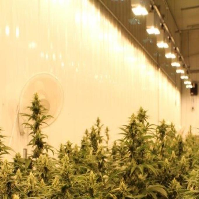 Rock Island Grow House Ready For Medical Marijuana Patients Local News Qctimes Com