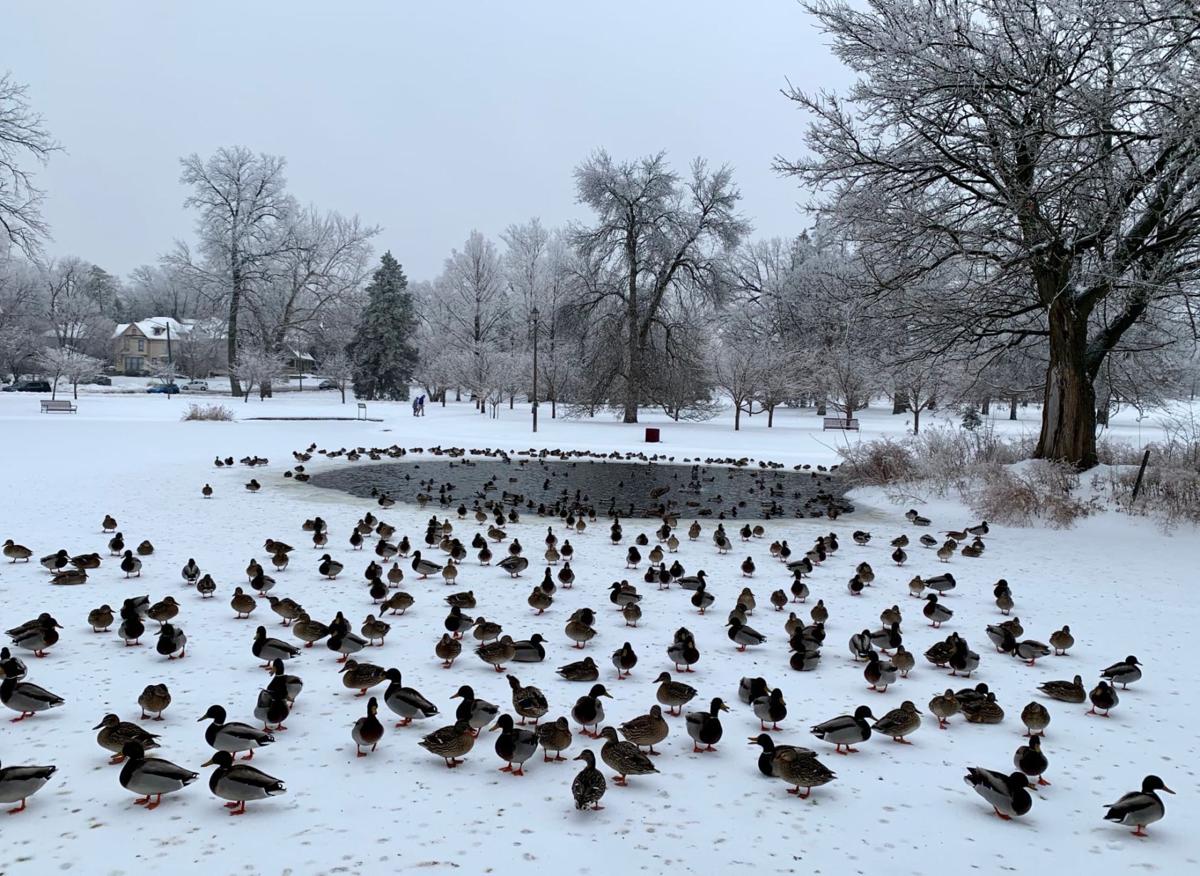 ducks