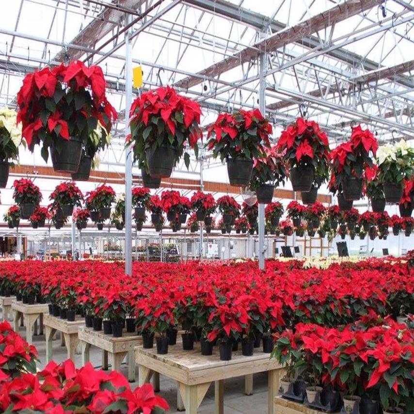 Holiday Poinsettia Trivia Qctimes Com