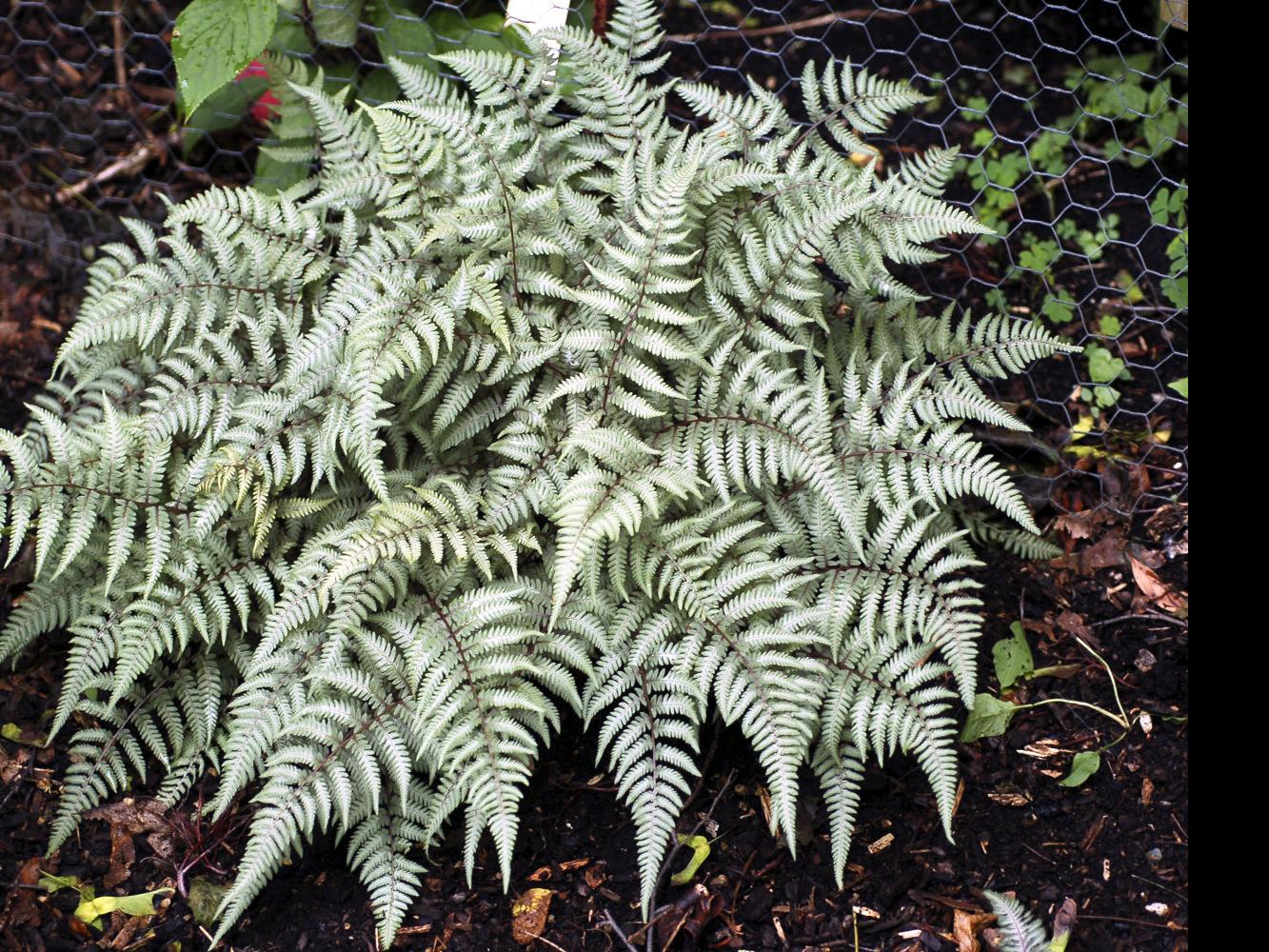 Chicago Center Rates 13 Best Ferns Qctimes Com