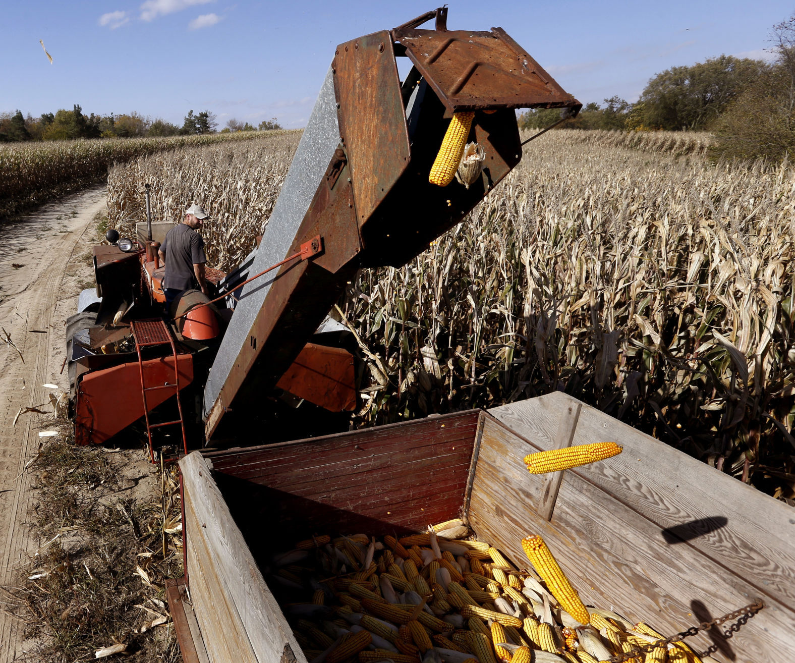 Charlotte farmer uses vintage equipment to harvest ear corn