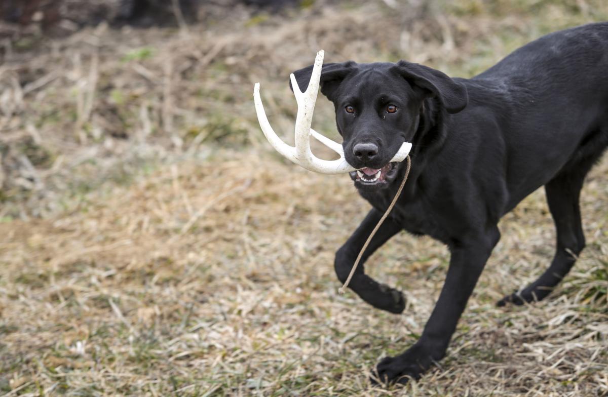 'Find the bone' Shed hunting with Boone the black Lab Local News