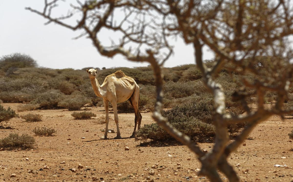 Somalia Droughts Toll