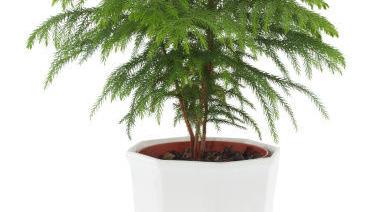 Caring for Norfolk pine, potting amaryllis | Home & Garden