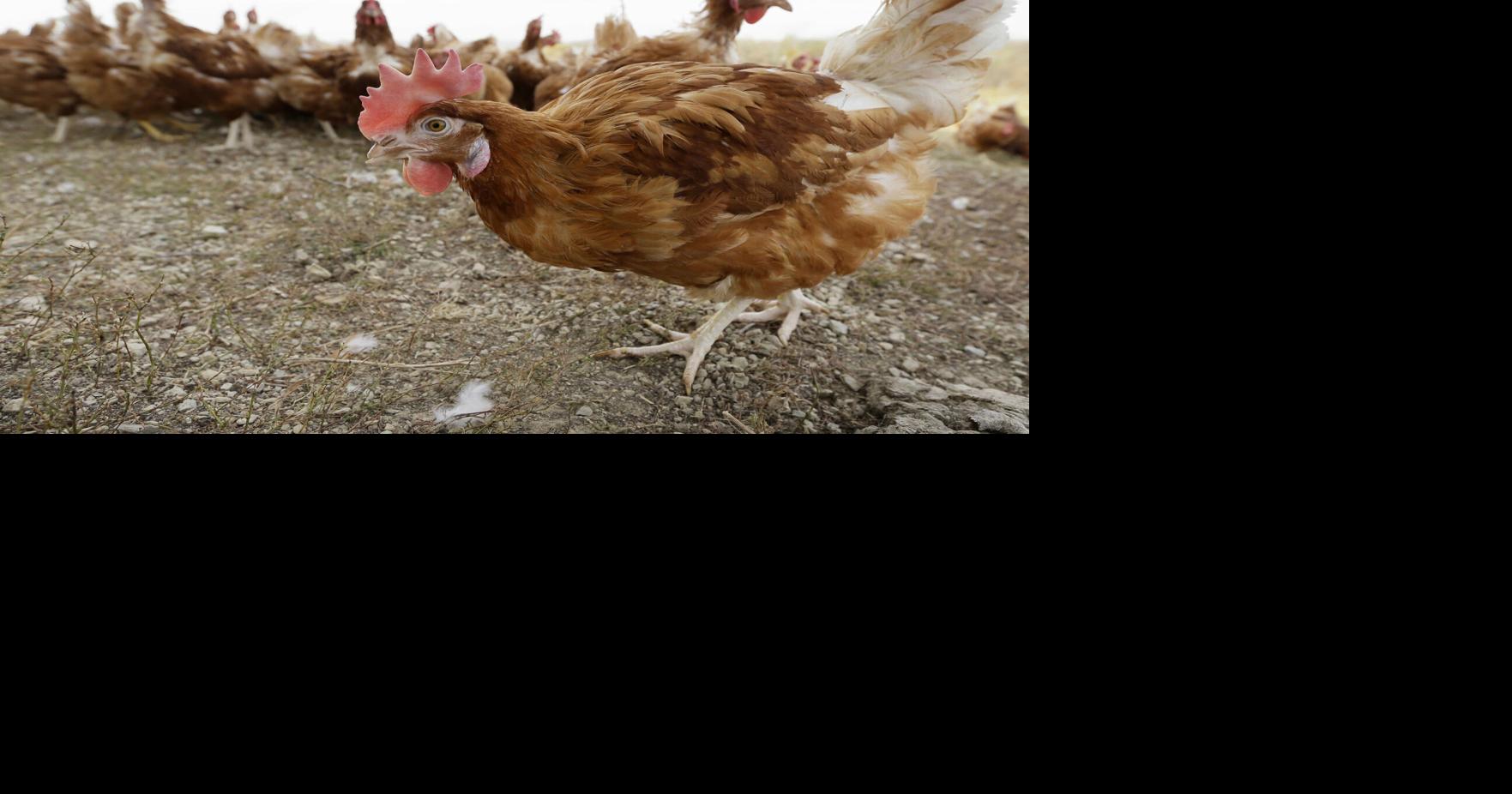 Iowa tavuk ve hindi çiftçileri, sonbaharda göç başlarken kuş gribine karşı yüksek alarmda |  Hükümet ve politika