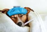 Pets can get colds too — here’s how to keep them safe