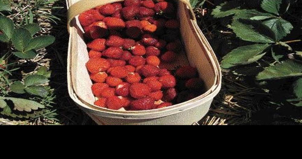 Properly mulch strawberries for winter right now