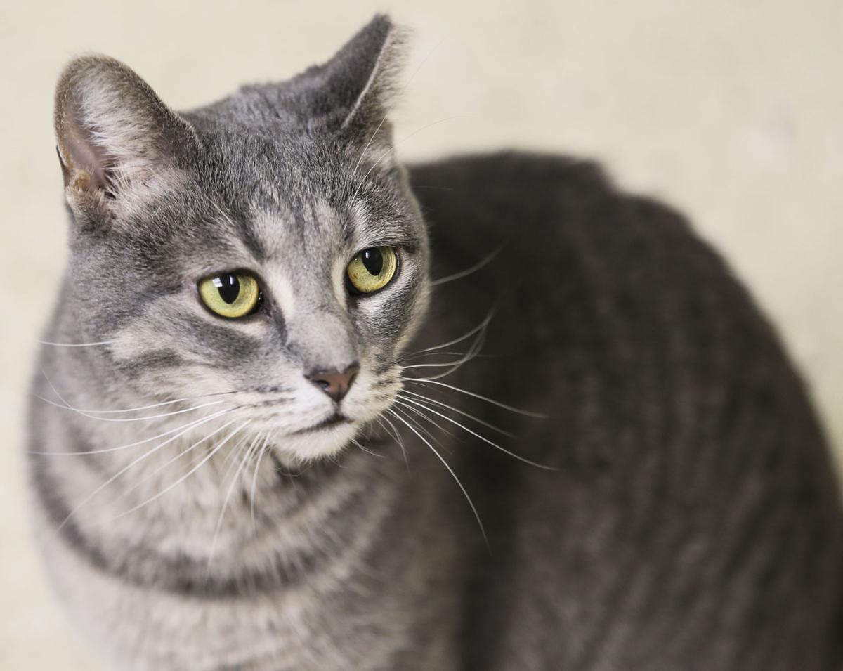 Quad Cities Animals Find New Homes In Wake Of Covid 19 Local News Qctimes Com