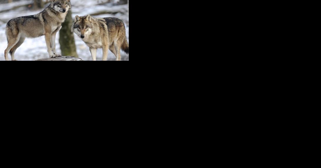 Gray wolf found dead in Scott County - Vimarsana News