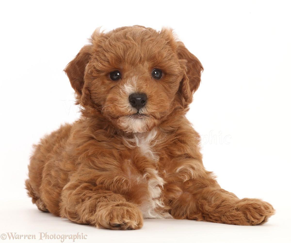 Happy Ending For Not Auctioned Puppy At Alleman High School Local News Qctimes Com