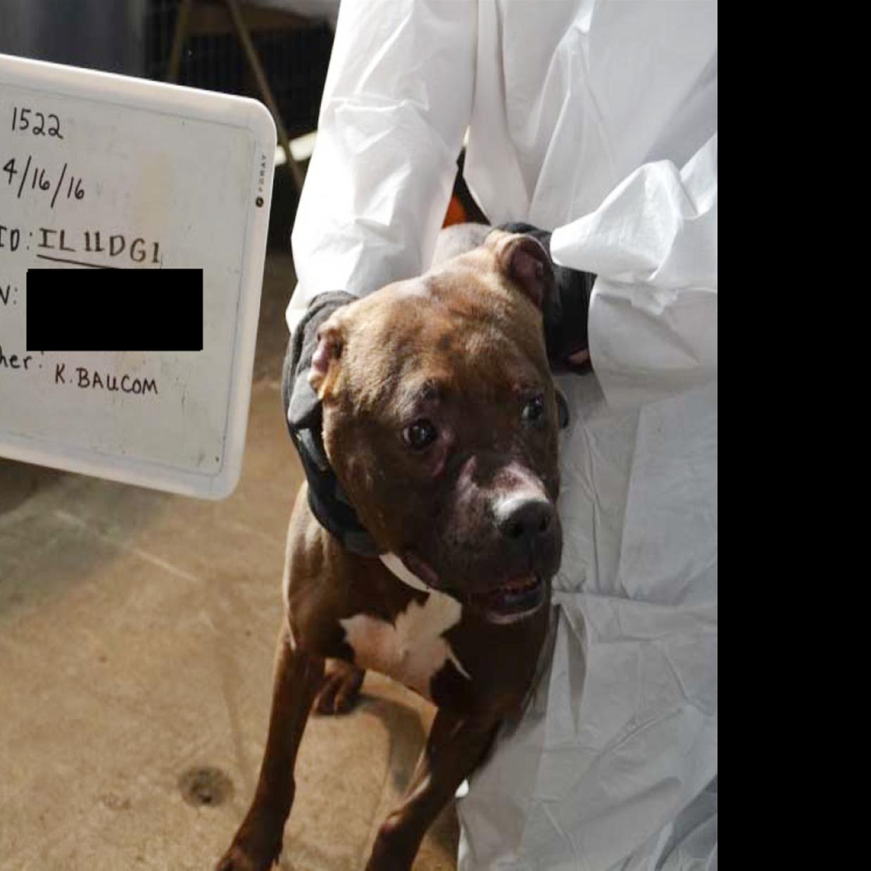 quad city dog fighting ring