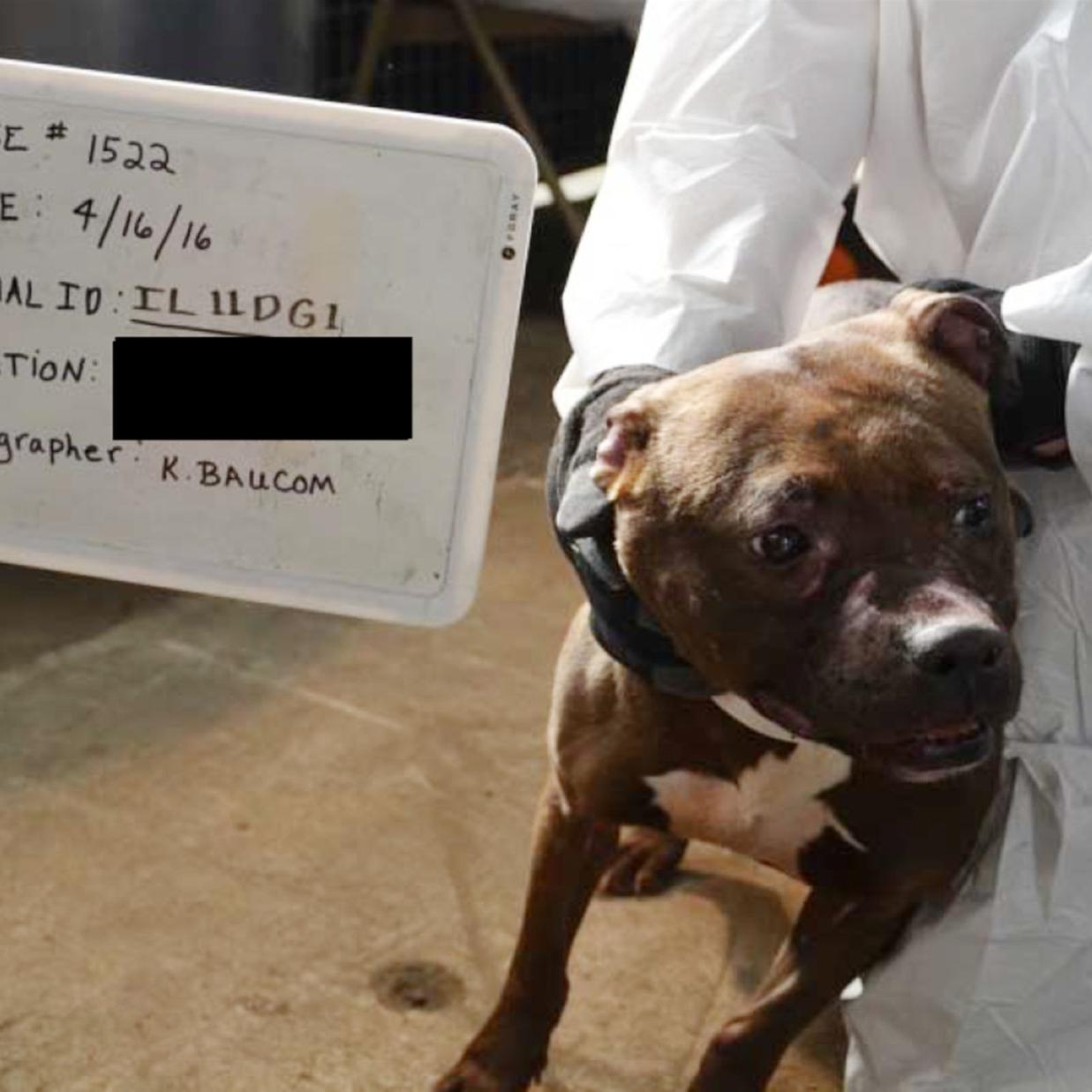 quad city dog fighting ring