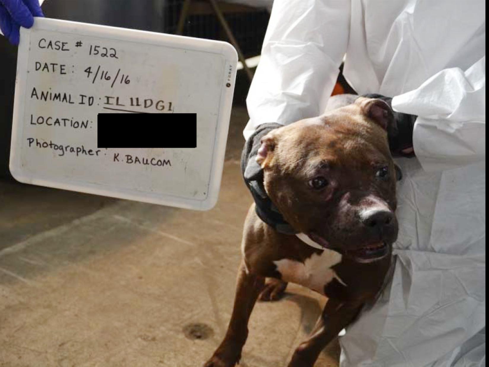 quad city dog fighting ring