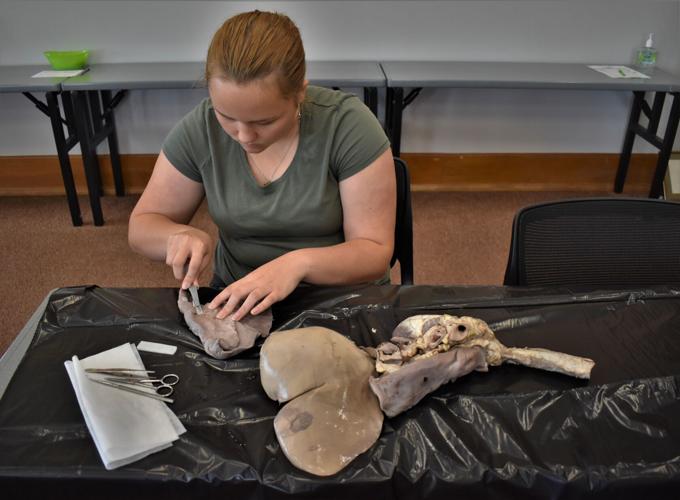 See area teens poke and prod at free dissection science workshop