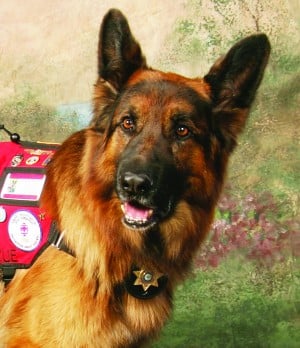 german shepherd puppies quad cities