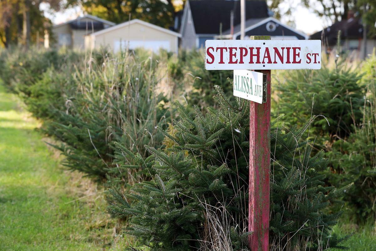 Back In Business After A Year Off Wyffels Tree Farm Ready For Christmas Season News Local And National Qctimes Com