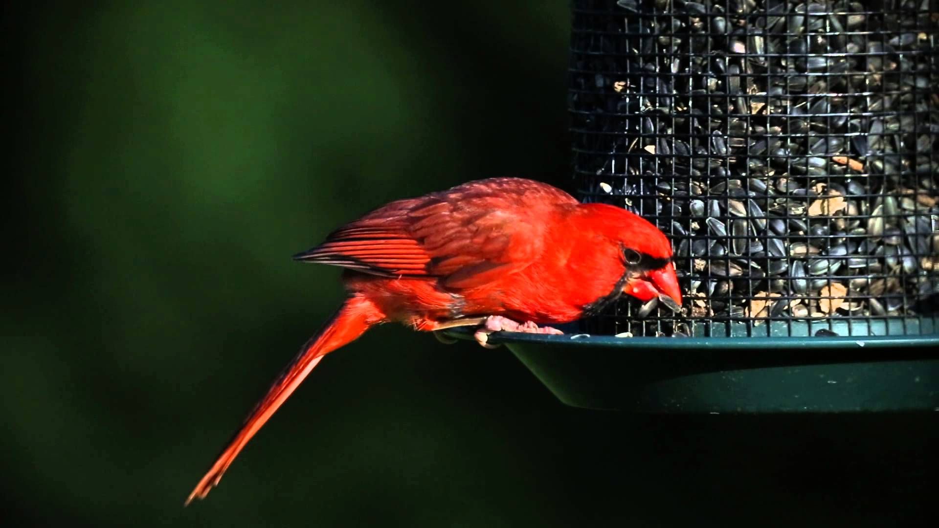 cardinal bird feeder for whole sunflower seeds