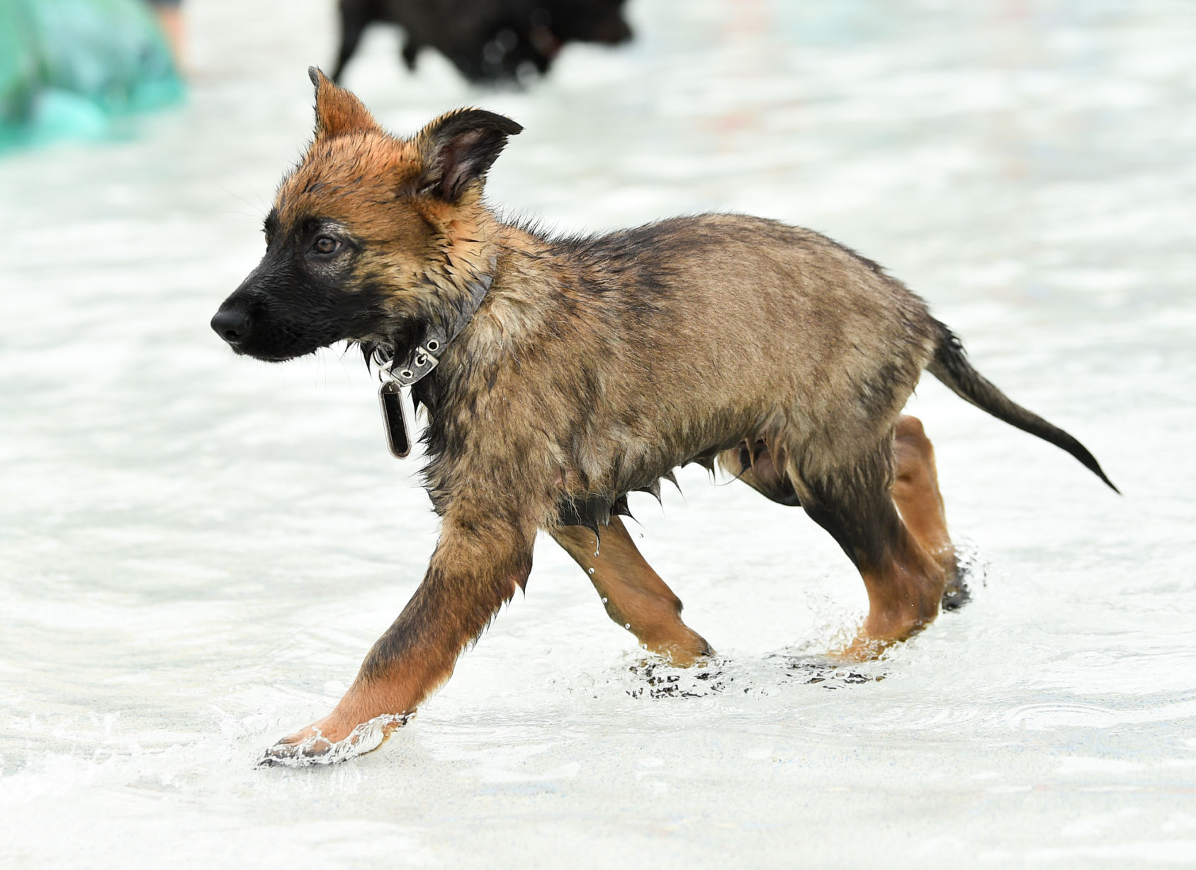german shepherd puppies quad cities