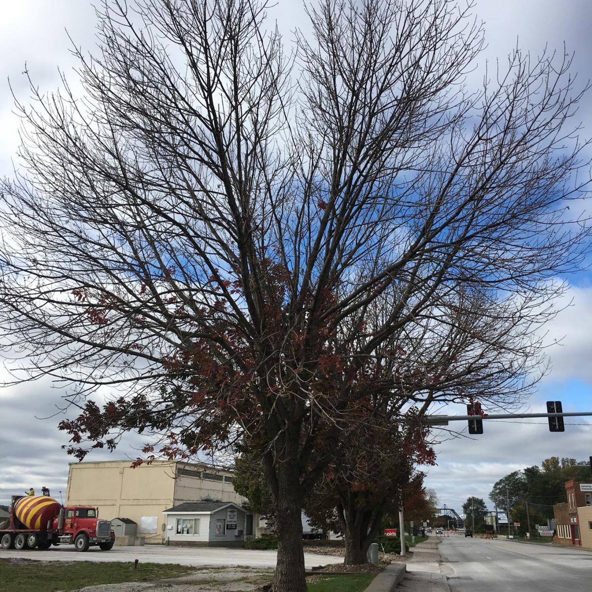 It's everywhere: Ash death becomes obvious around Quad-Cities ...
