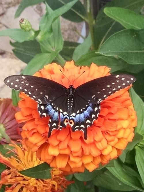 black swallowtail