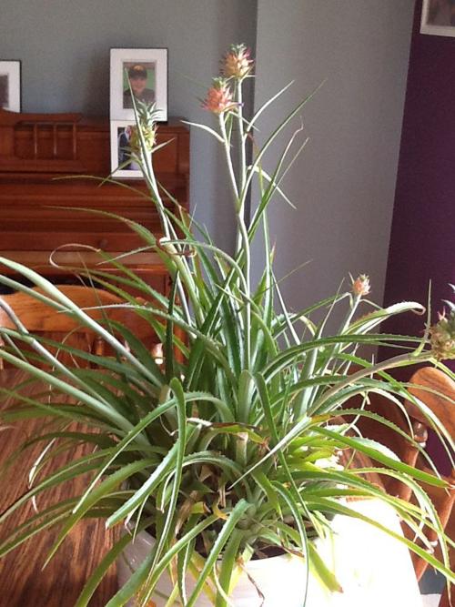 Pineapple Plant Produces 7 Fruits Home Garden Qctimes Com