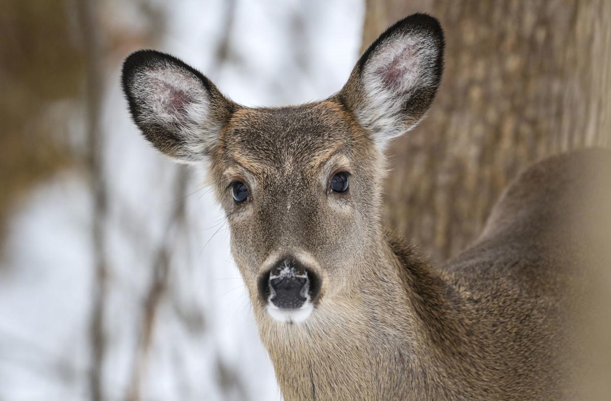 012319-qct-qca-deerhunt-001