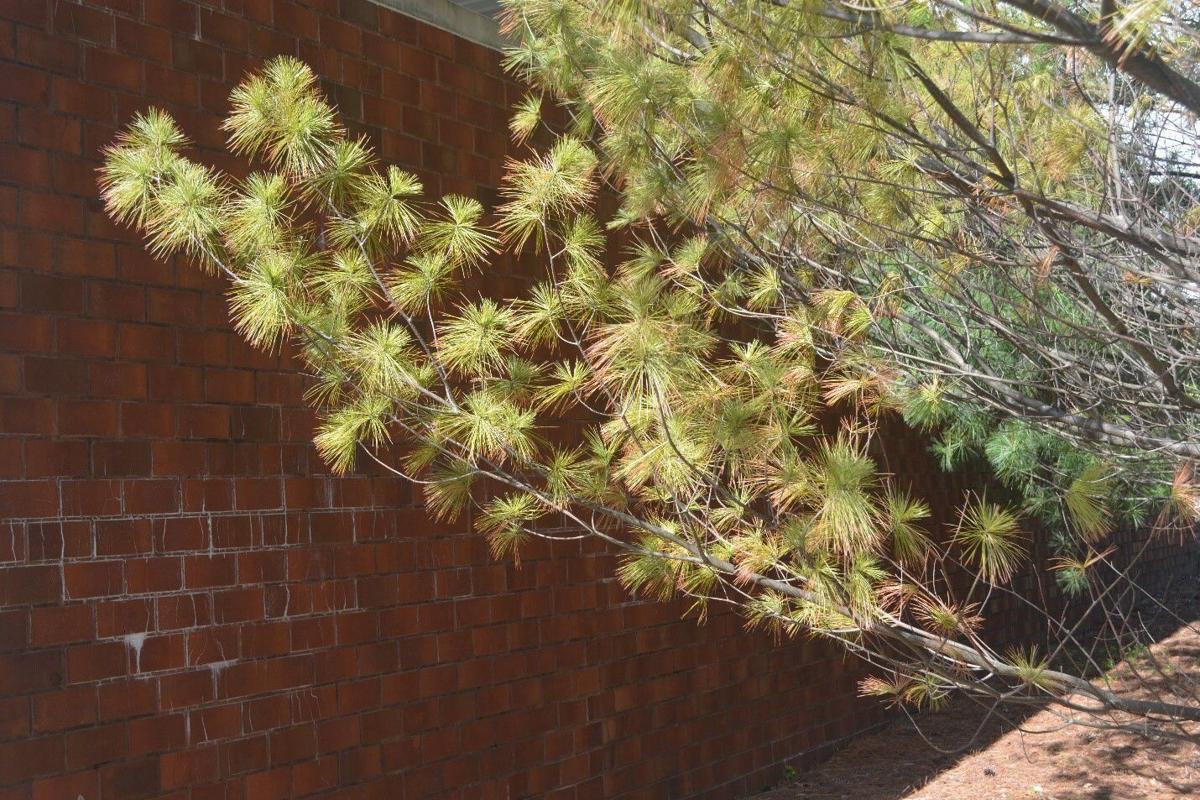 When To Worry About Needle Drop On White Pine Home Garden Qctimes Com