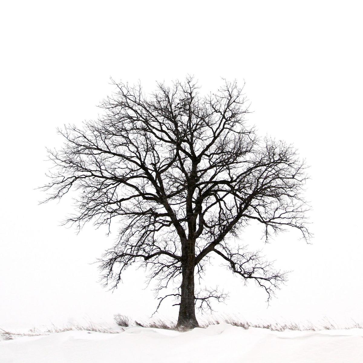 newly planted trees need care through winter home and newly planted trees need care through winter home and