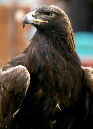 010518-Bald-Eagle-Days-2018-003