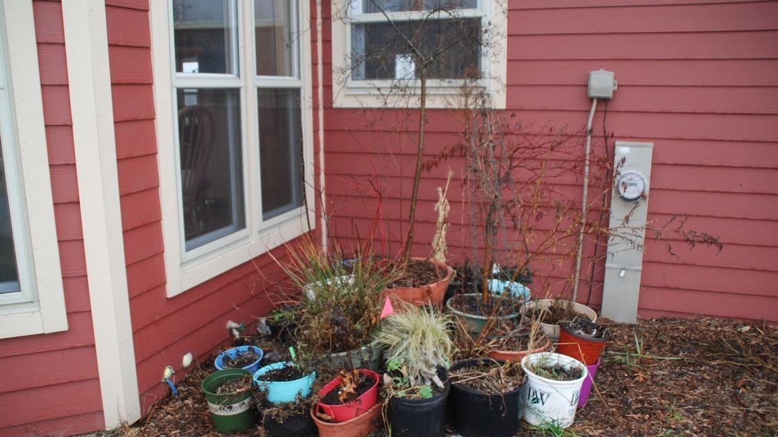 Winter care for trees, shrubs, perennials in containers | Home & Garden