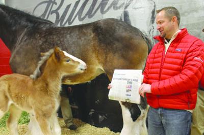 Clydesdale General Manager Traces Horse Smarts To Q C - 