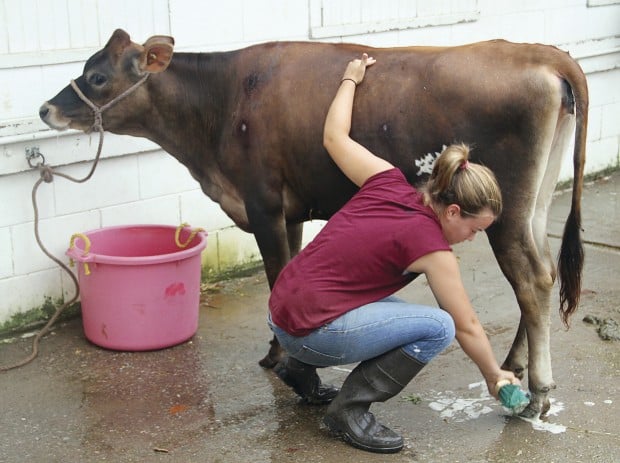 Jersey cow  The City Girl Farmer