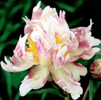 Down Peony Lane Home Garden Qctimes Down Peony Lane Home Garden